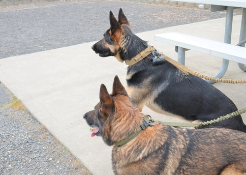 Komplett sett for hund