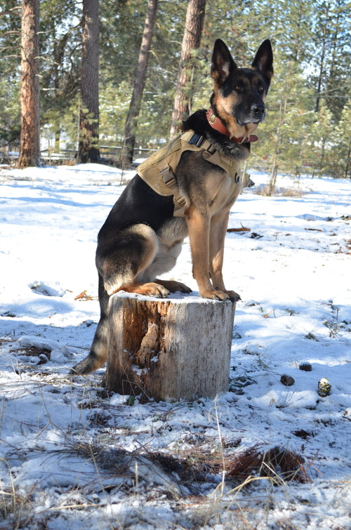 Komplett sett for hund